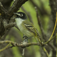 Black-capped Vireo